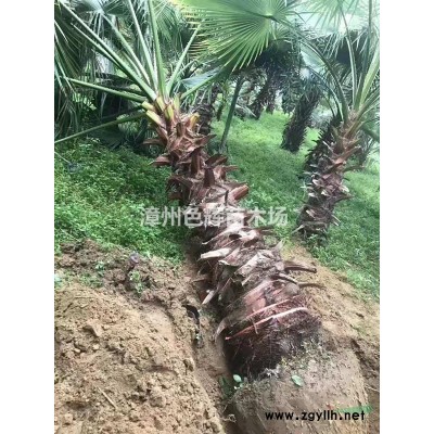 地被 金森女貞價格 金森女貞批發