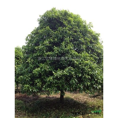 小葉女貞球，大葉黃楊球，紅葉石楠球，紅花繼木球，海桐球