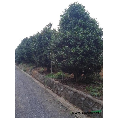 湖北咸寧苗木基地供應茶花