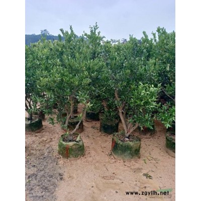 福建省漳州市，供應(yīng)毛杜鵑