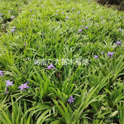 湖南金邊黃楊球價格，長沙金邊黃楊球，采購金邊黃楊球可以到湖南