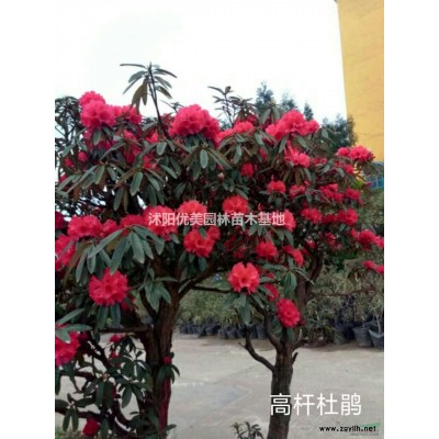 瓜子黃楊樹1-6公分