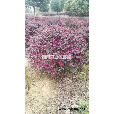 湖南金邊黃楊哪里好/哪家便宜  歡迎咨詢