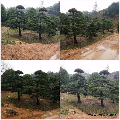 湖南金葉女貞 金森女貞 金邊黃楊 七里香 萬年青