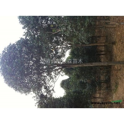 瓜子黃楊行情報價\瓜子黃楊圖片展示