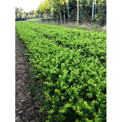 湖南海桐球基地，長沙海桐球批發，長沙有大量的海桐球批發，各種