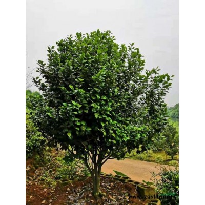 湖南杜鵑球，長沙杜鵑球價格，本苗圃有大量的精品杜鵑球批發，長