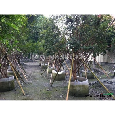 杜鵑：盆苗和袋苗