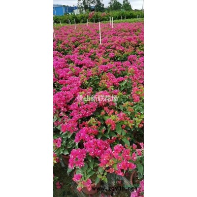 大小各類造型勒杜鵑（三角梅）