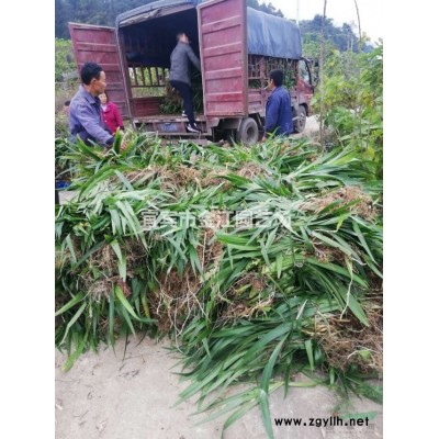 四川杜鵑價格 報價2.8元元株西洋杜鵑16杯