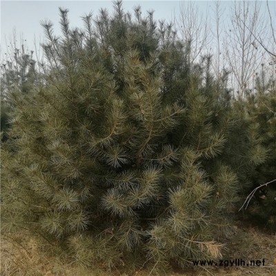 白皮松批發(fā) 綠化苗白皮松 3米白皮松