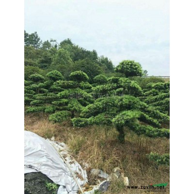 金邊黃楊小苗直銷，金邊黃楊小苗*新價格，金邊黃楊報價