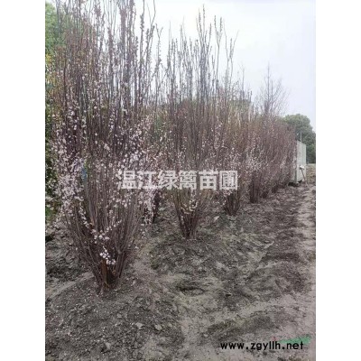 成都杜鵑花種植基地