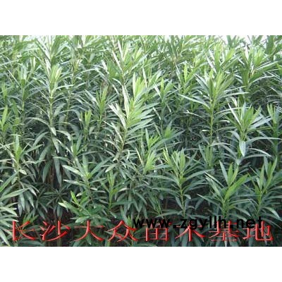 湖南杜鵑毛球基地