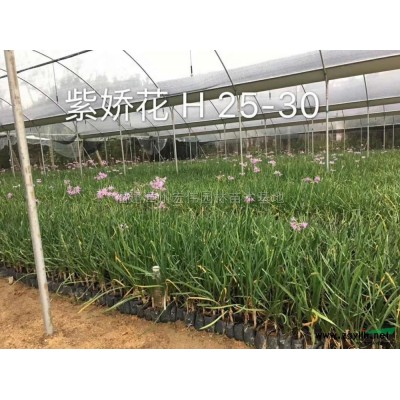 三角梅，葉子花，勒杜鵑