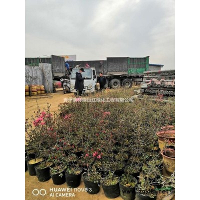 映山紅苗，映山紅小苗，杜鵑苗