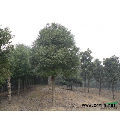 湖北海桐球哪里好/哪家便宜