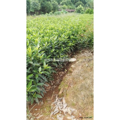 湖南供應海桐球規格*