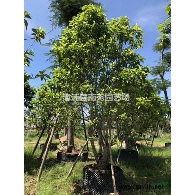 福建供應1-2米海桐球袋苗