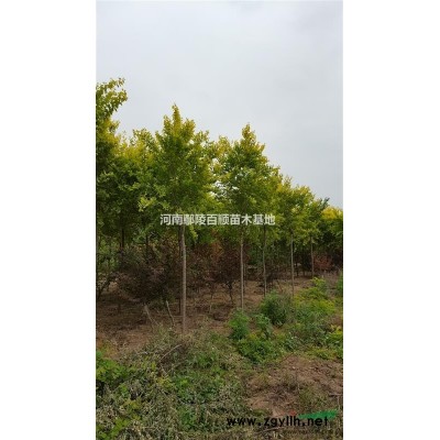 河南鄢陵批發(fā)供應(yīng)南天竹