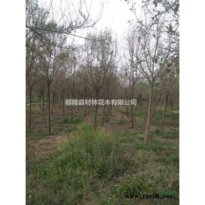 月季，河南月季花木基地，藤本月季價格，獨干造型月季批發