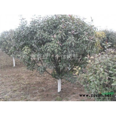 河南鄢陵卓林花木基地供應2年生紅帽月季，大花月季