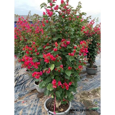 15公分高豐花月季批發 豐花月季價格 地被豐花月季