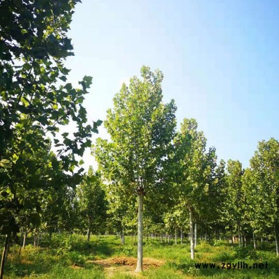 廷濤  8cm法桐 各種綠化苗木法桐 速生法桐小苗 法桐批發 樹形優美