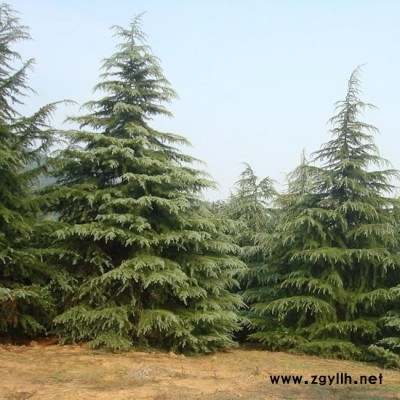 大量批發**雪松 園林庭院綠化苗木雪松樹 現挖現賣 成活率高