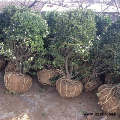 基地直供 龜甲冬青球 工程綠化苗木灌木 常綠型苗木 龜甲冬青苗