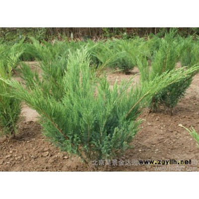 供應沙地柏 沙地柏批發 沙地柏價格 北京沙地柏 綠化苗木 批發灌木