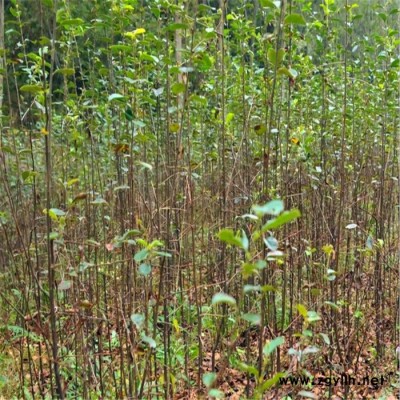 木瓜樹苗 光皮木瓜樹苗 氣味芳香南北方種植工程綠化苗木