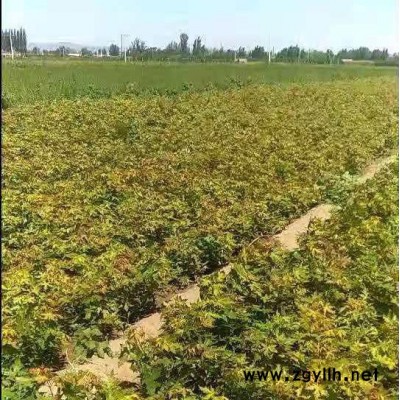 大量供應一年生元寶楓苗 綠化苗木 楓樹苗 五角楓