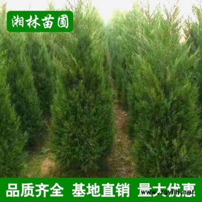 基地直銷松柏 高速公路綠化苗木 小苗批發(fā) 規(guī)格齊全 量大優(yōu)惠