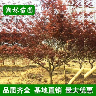 紅楓大樹 園林綠化苗木 大小苗 庭院景觀紅楓樹