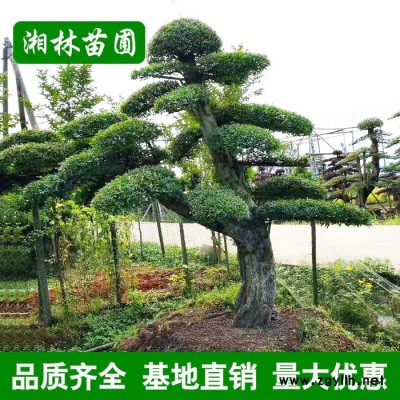 大量批發(fā)**園林綠化苗木 小葉女貞造型樹 庭院美化規(guī)格齊全