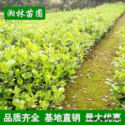 苗圃直銷海桐小苗 根系發(fā)達(dá) 現(xiàn)貨充足 綠化苗木 海棠小苗