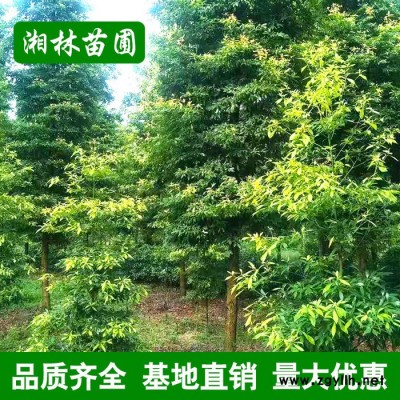 金絲楠木樹 名貴苗木 直供綠化苗木行道樹風(fēng)景樹庭院植物量大價(jià)優(yōu)