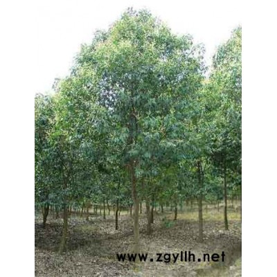 木槿、木香、枇杷