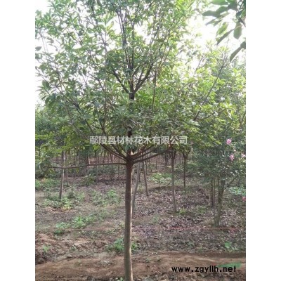 河南紅葉小檗花木基地，紅葉小檗價格，紅葉小檗批發，迎春小苗