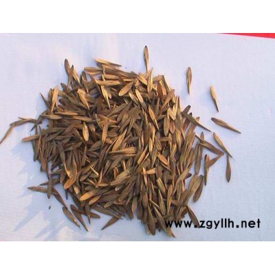 出售當年生綠化苗木紅葉小檗