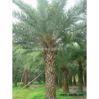 紅花紫荊，紅共羊蹄甲