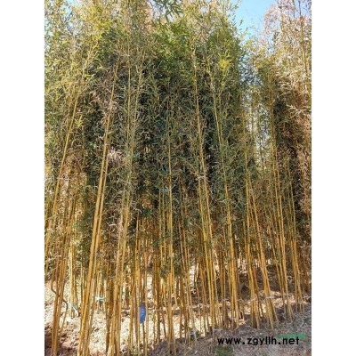 叢生紫荊5-8條叢生桂花3-6條北京大苗圃基地購樹木市排價