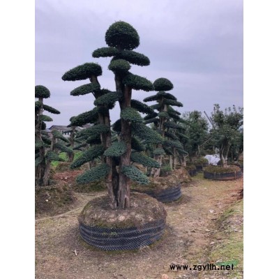 木槿，叢生木槿，單桿木槿花