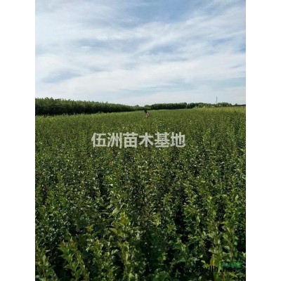 黑龍江哈爾濱苗圃出售工程苗；珍珠繡線菊 四季錦帶，紅花王子錦帶承接小區(qū)綠化養(yǎng)護提供綠化工程用苗