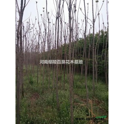 河南紫荊花木基地，紫荊價格，紫荊批發，巨紫荊批發