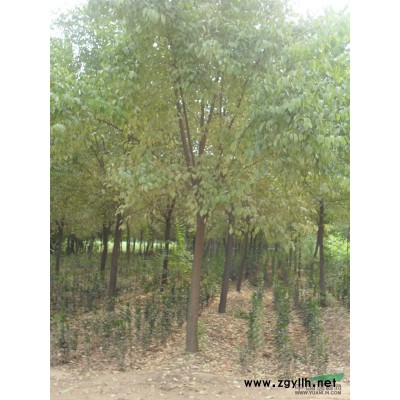 河南鄢陵卓林花木基地供應，優質紅王子錦帶