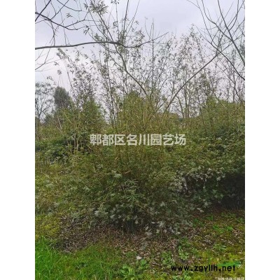 叢生紅葉李種植基地_紫葉李批發_高桿行道樹紅葉李_低分枝紫葉李_苗木供應