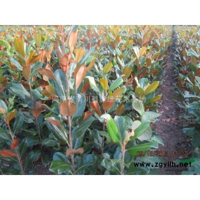 獨干紫荊產(chǎn)地、獨干紫荊價格、信陽獨干紫荊供應(yīng)商、哪里有紫荊