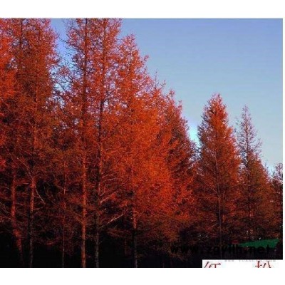 丁香5-10條 紅王子錦帶3-6條桂花盆景精品北京大苗圃基地